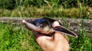 ШОК! Пруд в Селятино вышел из берегов! Но стерлядь клюёт! Весенняя рыбалка.