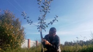 Подготовка яблони к зиме. Обрезка .