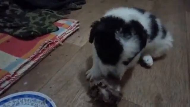 Тобби и его первая косточка смотреть онлайн