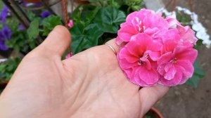 плющелистные пеларгонии цветение