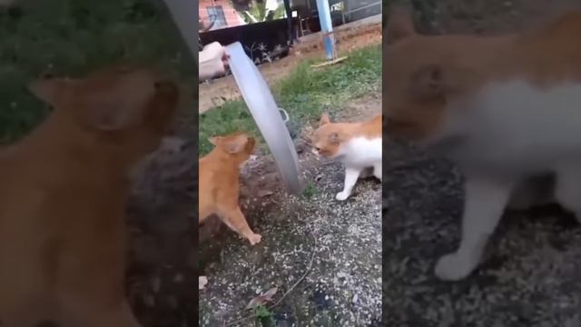Битва взглядов #юмор #приколы #котики #позитив #животные #битвавзглядов