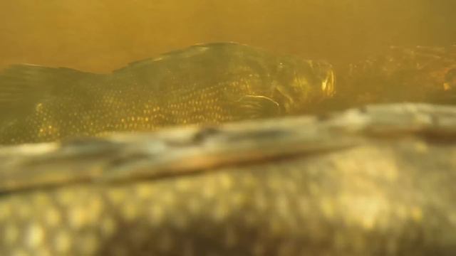 FRAIE GROS DORÉS JAUNE / BIG WALLEYES SPAWNING смотреть онлайн