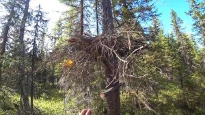 В Избу на открытие охоты(1ч)//Охота на РЯБЧИКА