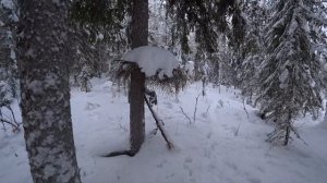 В ИЗБУ с НОЧЁВКОЙ. ТАКИЕ ОХОТЫ НЕ РЕДКОСТЬ