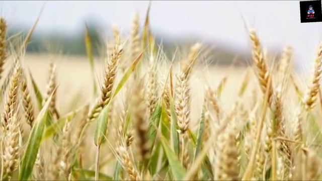 #islamicyoutube इंसानी तारीख़ की एक भयानक रात,लोग एक दूसरे के जान के दुश्मन हो गए,मरे हुए लोगो को और смотреть онлайн