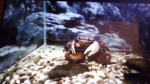 Московский зоопарк. Радужный краб.