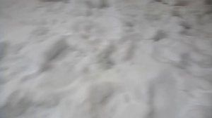 ТАКОЕ ВИЖУ ВПЕРВЫЕ ! ГОЛОДНЫЕ ЗАЙЦЫ? ИЛИ???