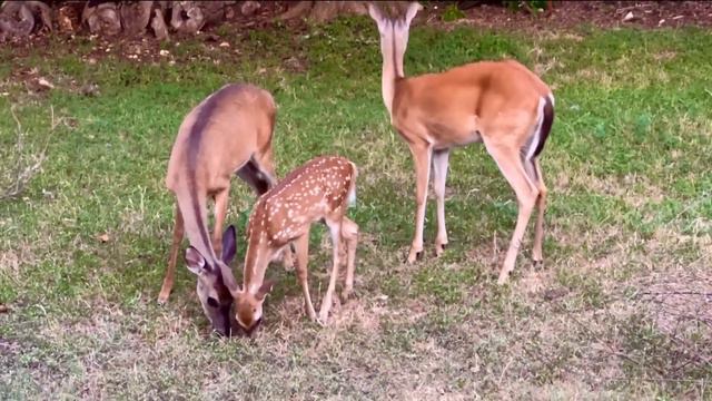 Jacob's Well currently at zero flow | KVUE смотреть онлайн
