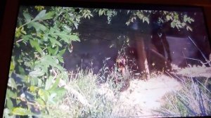 Московский зоопарк. Кафрский рогатый ворон