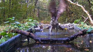 Перепелятники на водопое в лесу