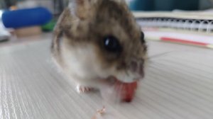 3 часть как хамяк кушает орехи