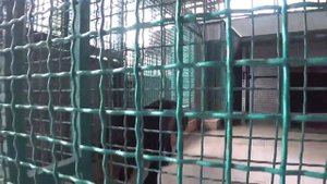 Покормить тигра живой козой в зоопарке Сочи можно за деньги — санаторий Октябрьский эксклюзив