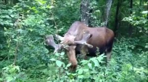 #природа #животные