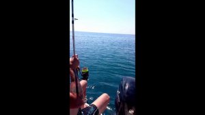 Трофейная рыбалку в Сочи. 4 ската и компания