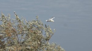 Крым, птицы в сентябре. Природа Крыма