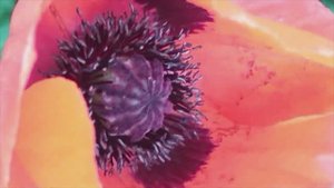 POPPIES, МАКИ