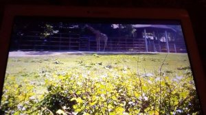 Московский зоопарк. Южно-африканский жираф.