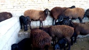 Сурхандарё сариосиё хисори куй бозори арзон булди