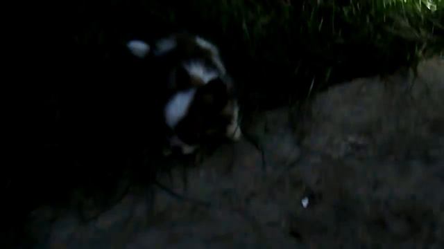 Шоко Воробей. смотреть онлайн