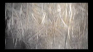 Травяная мука для гранулятора! Зеленая сухая люцерна! Grass meal for granulator! Green dry alfalfa!