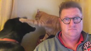 Попробуй не засмеяться, веселые собаки, редкое видео, невероятное видео