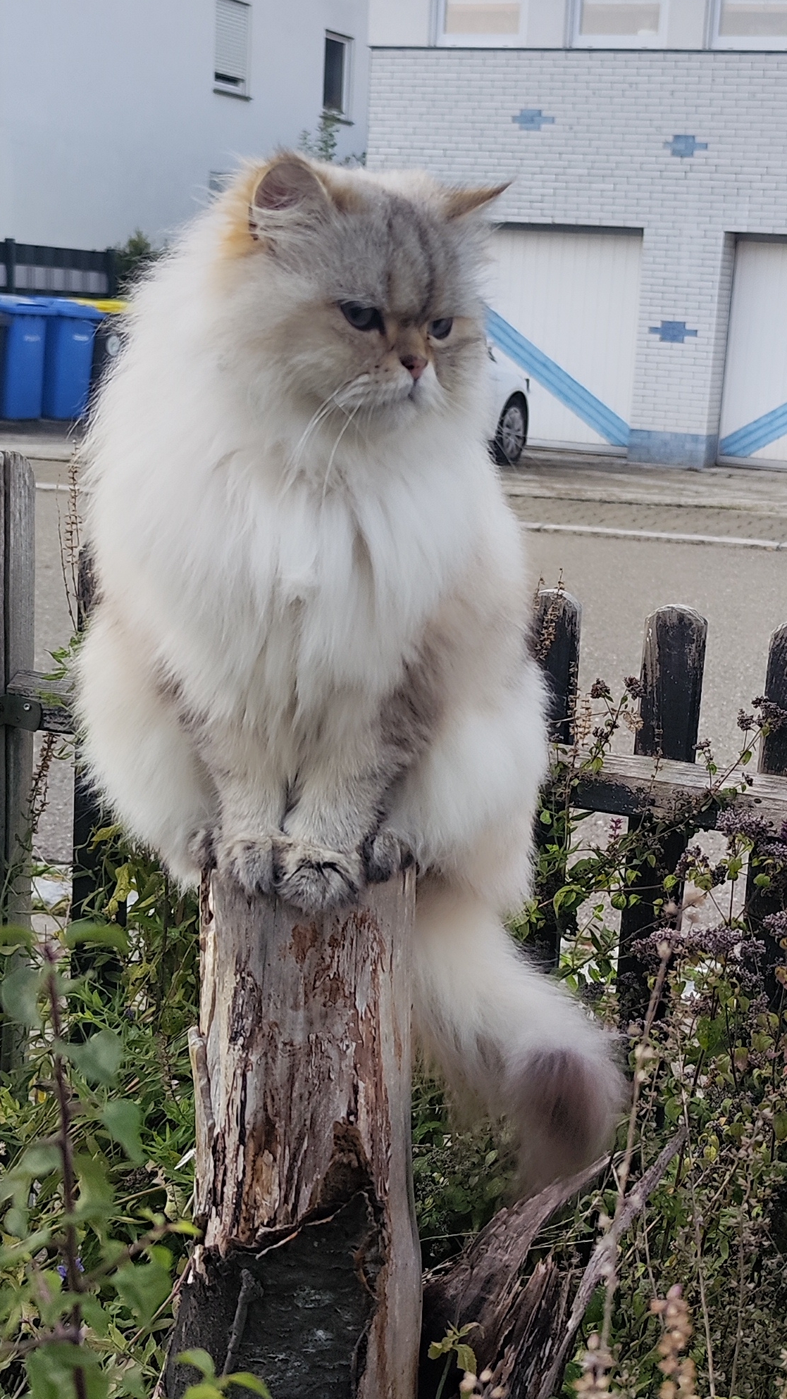 Кот бездельник! Персидский кот