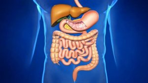 Скорая помощь Пищеварительная система