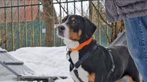 ДТ-233. Большой швейцарский зенненхунд – потеря управления