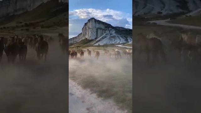 Перегон лошадей возле Белой скалы, Белогорский район, Крым ⛰