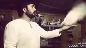 Голубятник грибун тасман пискун