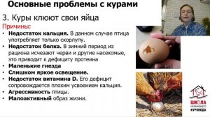 Куры не несутся, куры дерутся. Одни проблемы.  урок13 Школа начинающего куровода