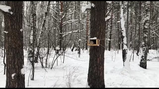 Зимняя вишня