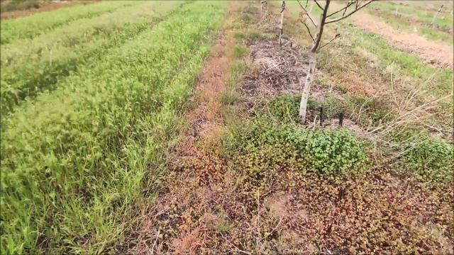 Utilaj tractat simplu pentru aplicarea erbicidelor în livezile de nuc. Eficient & Econom. MAI-2022. смотреть онлайн