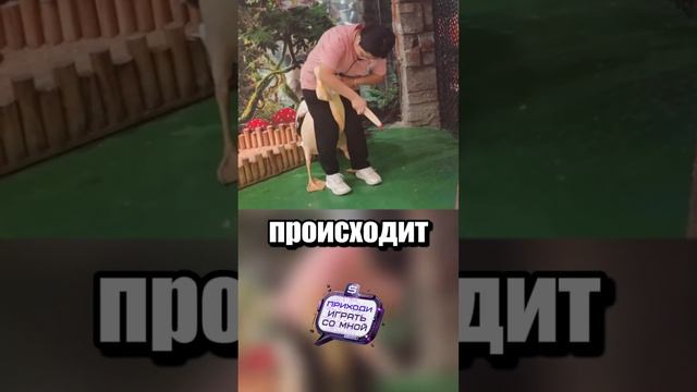 Дурной пеликан