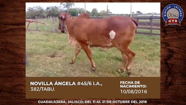 Rancho Santo Angel Expo Guadalajara 2018 смотреть онлайн