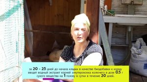 Элеутерококк как стимулировать молодок быстрее нестись.