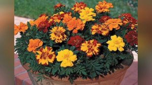 выращивание и уход за бархатцами. Подробно.