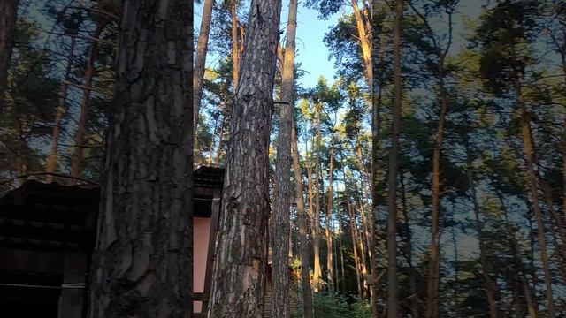 #осень #закат #корпоратив смотреть онлайн