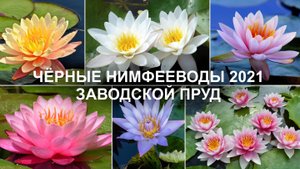 Нимфеи 2021 Заводской пруд. Как всё начиналось