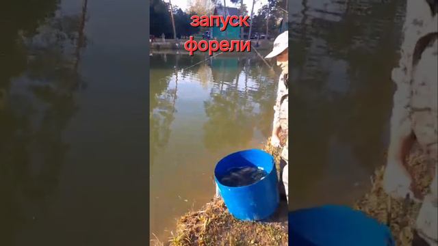 запуск форели