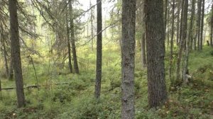 Открытие охоты(3ч).Добыл дичь.Собираю грибы.Выхожу домой