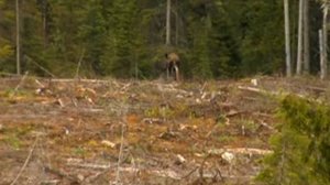 Magnum TV Hunt with Opatcho Lake Guide Outfitters: Black Bear Hunt