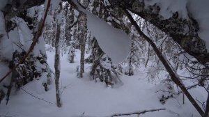 С ТАЙГОЙ на ОХОТУ. Разговор за чашечкой чая (Тайга нашла косача)