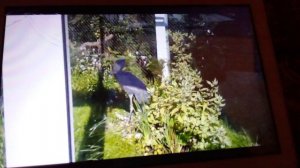 Московский зоопарк. Китоглав.