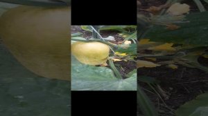 Заканчивается очередной сезон выращивания огурцов.mp4