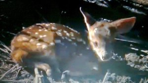 "GALLITO CANTOR": (Jose Asuncion Flores)-