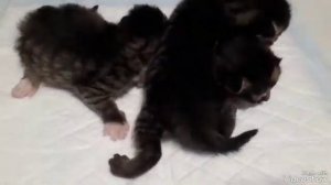 Котятам 10 дней...