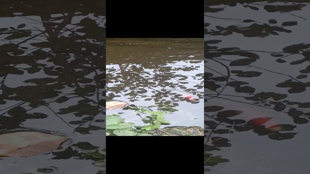 Не делитесь, а то останетесь без лизунов