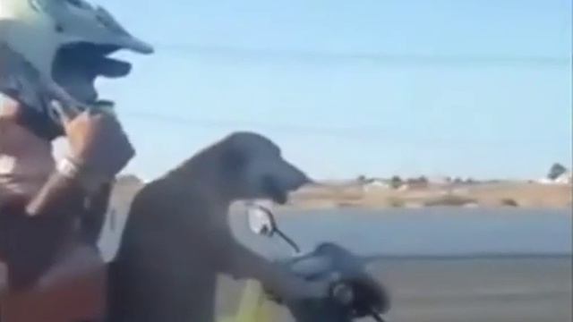 #видео #шутки #смешное #смешно