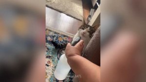 Забавные животные№118